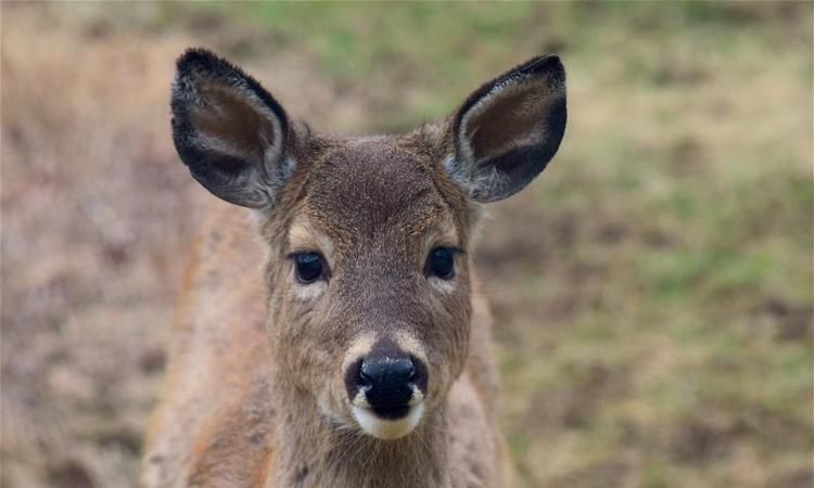 哺乳动物时代有哪些动物