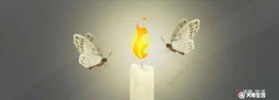 ​飞蛾为什么要扑火，你说飞蛾为什么要扑火怎么回复？