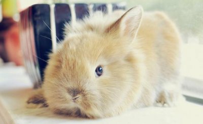 ​狮子兔兔笼要什么样的才好？