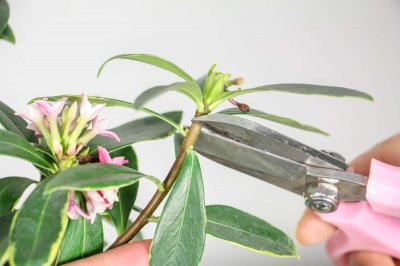 ​叶子耷拉“没精神”？剪1刀，枝条插水里，植物重返生机