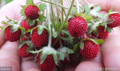 ​蛇莓能吃吗有什么用（蛇莓有毒不能吃？原来大家都被骗了，不仅能治毒蛇咬伤还