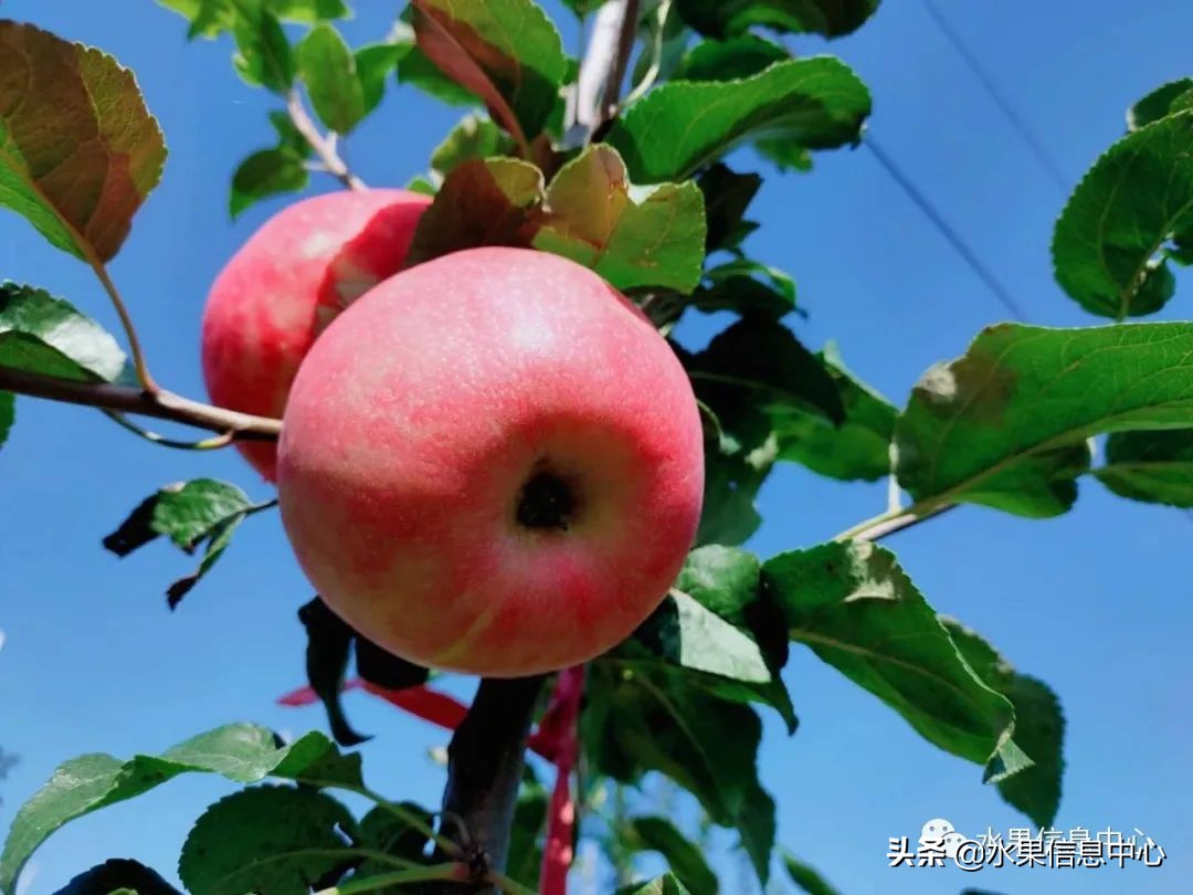 白色的苹果是什么品种（图文讲解苹果的品种大全）