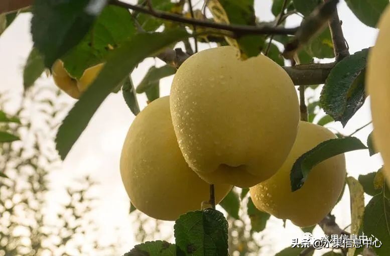 白色的苹果是什么品种（图文讲解苹果的品种大全）