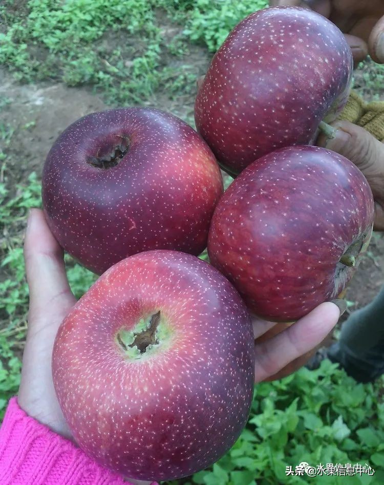 白色的苹果是什么品种（图文讲解苹果的品种大全）