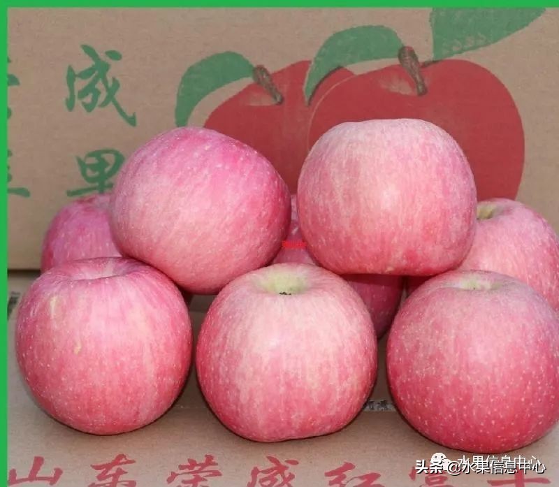 白色的苹果是什么品种（图文讲解苹果的品种大全）