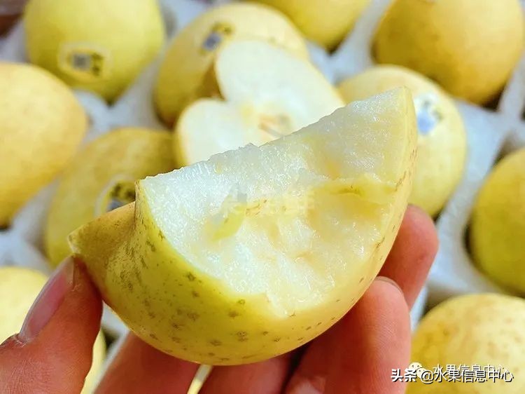 白色的苹果是什么品种（图文讲解苹果的品种大全）