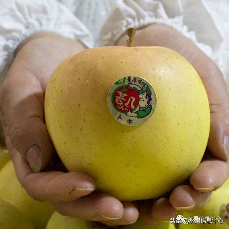 白色的苹果是什么品种（图文讲解苹果的品种大全）