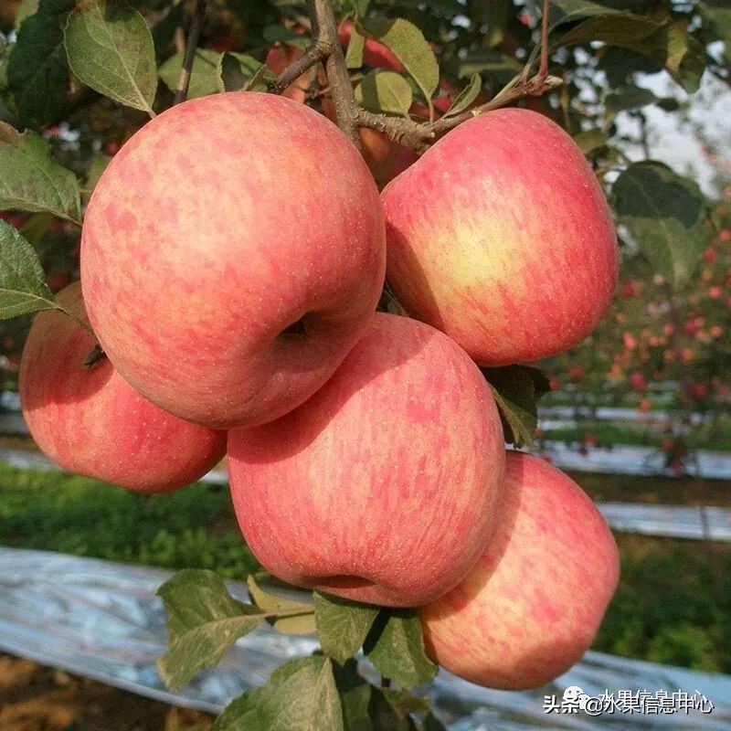 白色的苹果是什么品种（图文讲解苹果的品种大全）