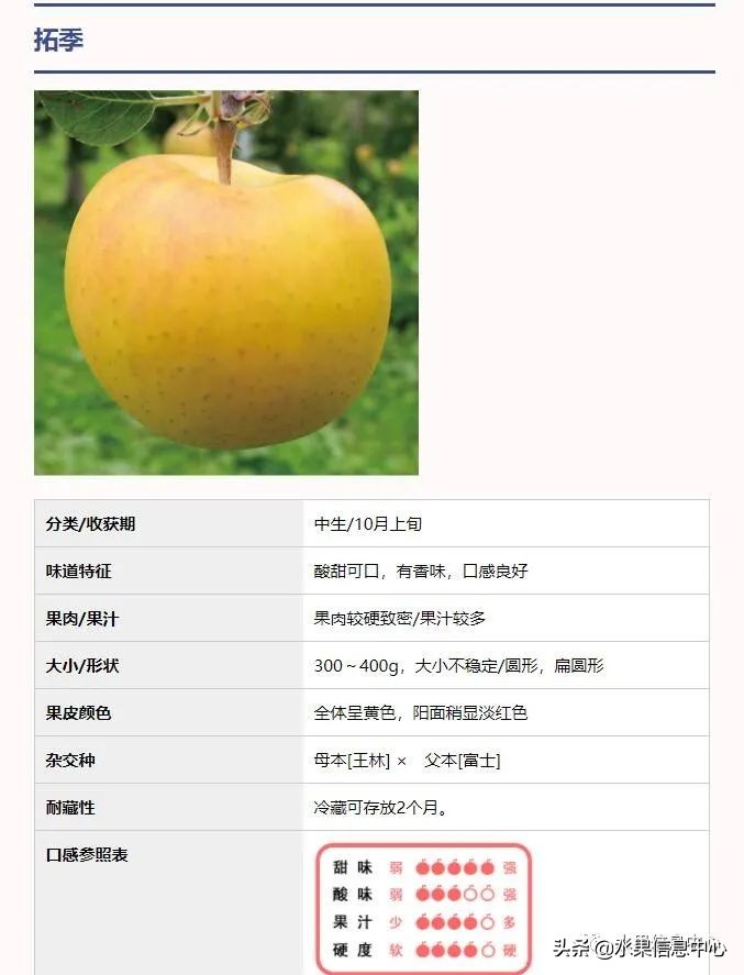 白色的苹果是什么品种（图文讲解苹果的品种大全）