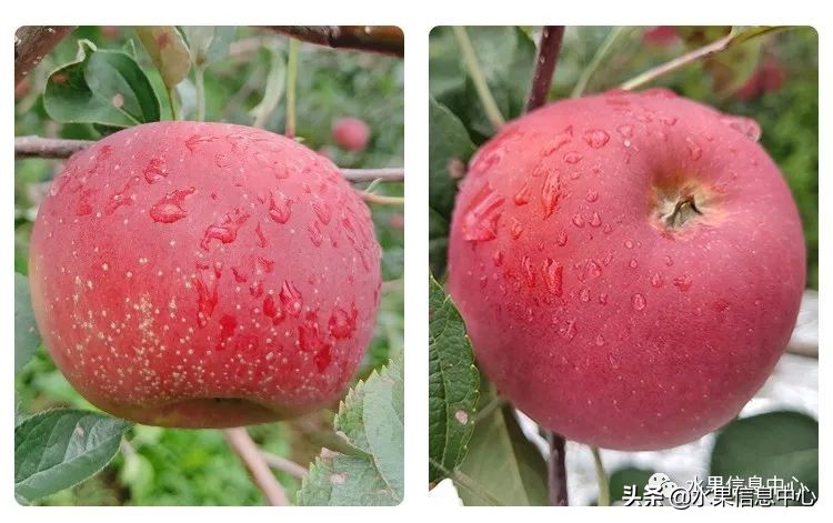 白色的苹果是什么品种（图文讲解苹果的品种大全）