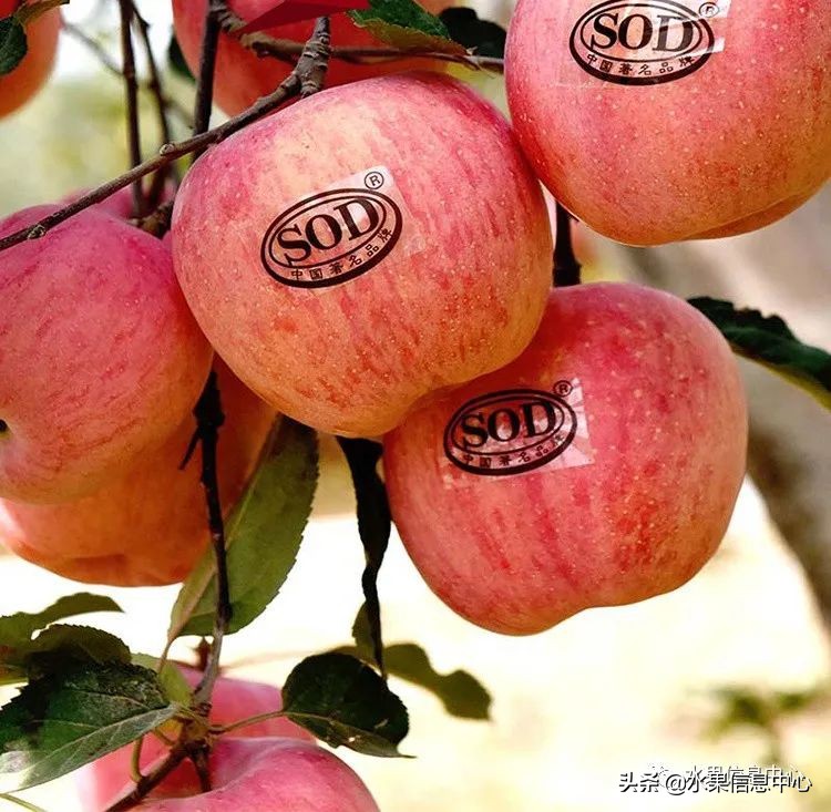 白色的苹果是什么品种（图文讲解苹果的品种大全）