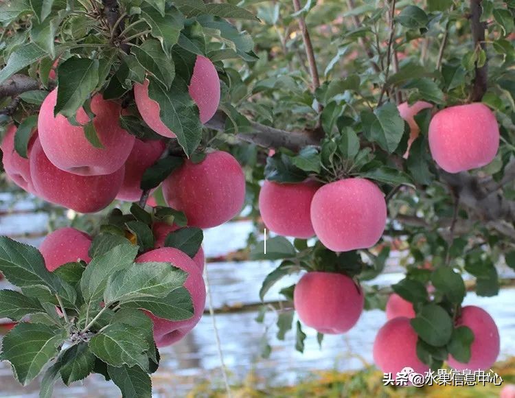 白色的苹果是什么品种（图文讲解苹果的品种大全）