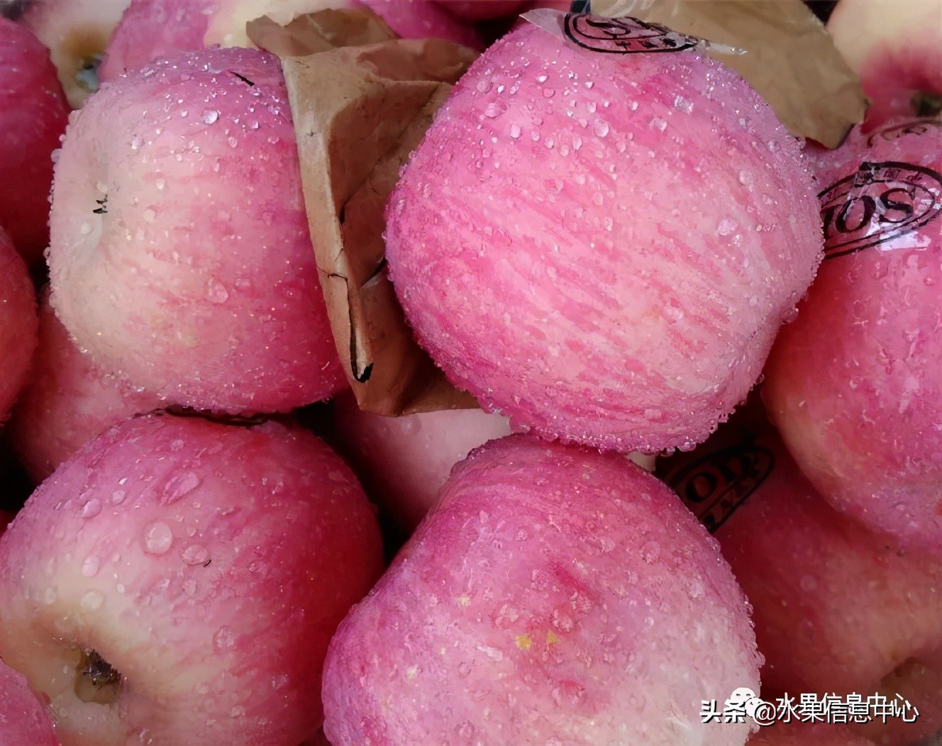 白色的苹果是什么品种（图文讲解苹果的品种大全）