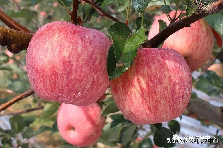 白色的苹果是什么品种（图文讲解苹果的品种大全）