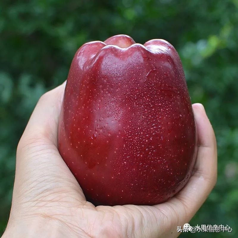 白色的苹果是什么品种（图文讲解苹果的品种大全）