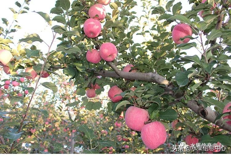 白色的苹果是什么品种（图文讲解苹果的品种大全）