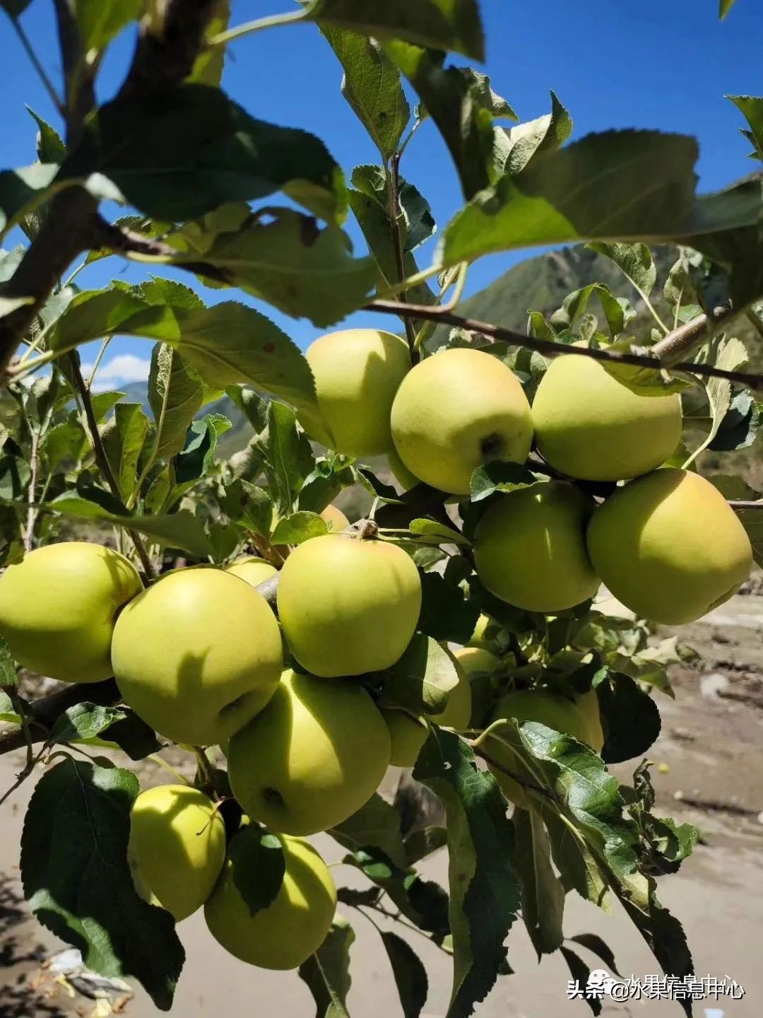 白色的苹果是什么品种（图文讲解苹果的品种大全）