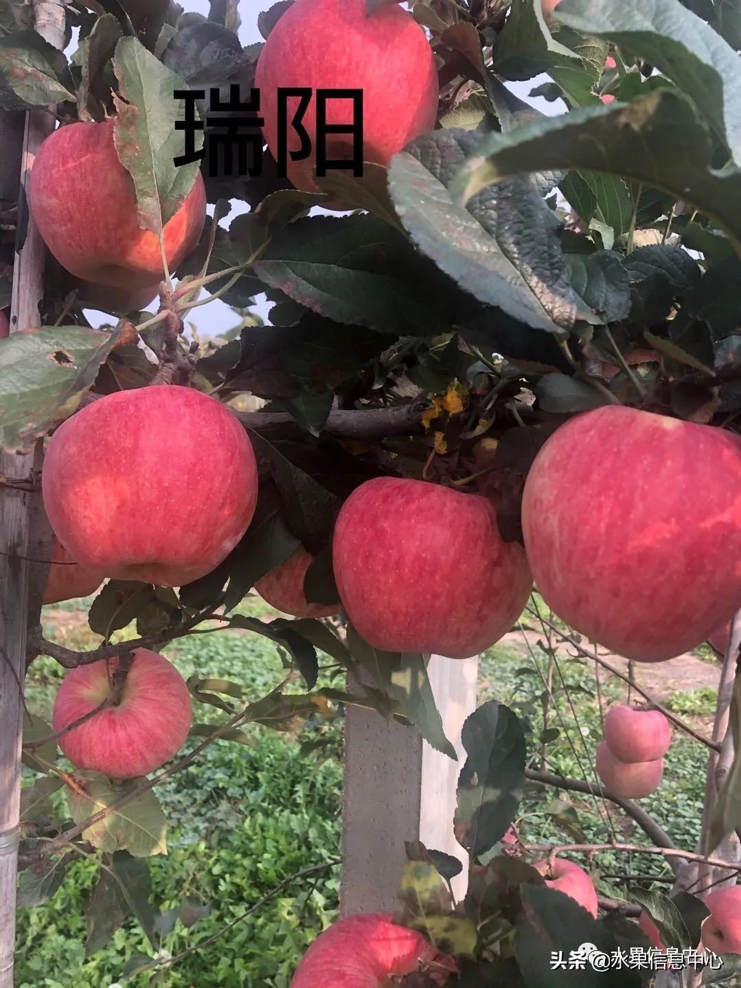 白色的苹果是什么品种（图文讲解苹果的品种大全）