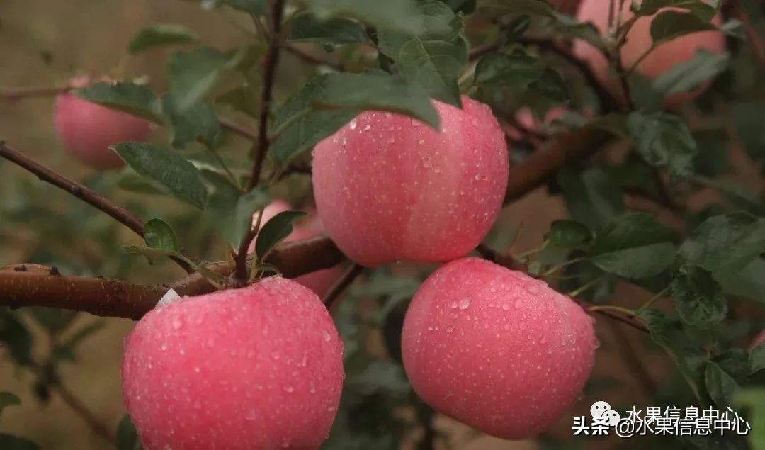 白色的苹果是什么品种（图文讲解苹果的品种大全）