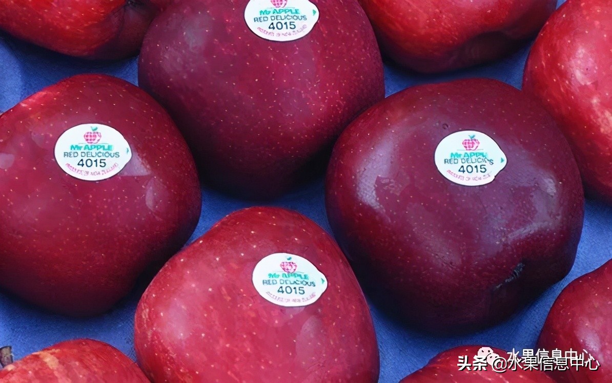 白色的苹果是什么品种（图文讲解苹果的品种大全）