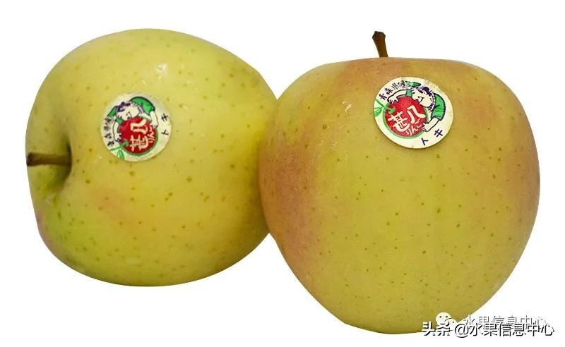 白色的苹果是什么品种（图文讲解苹果的品种大全）