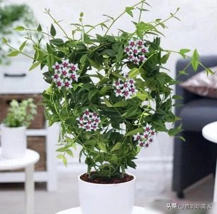 ​公认好养的6种耐阴花，光线不好也能生长，家里养几盆，清雅大方