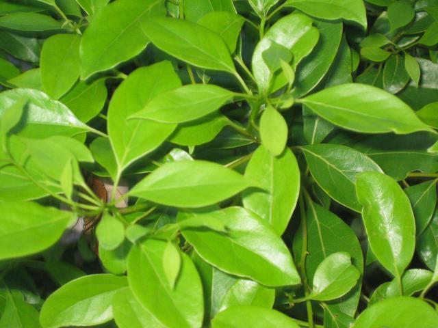 赵丽颖的脚虽然很小,但是光滑白嫩,连女人看了也免不了要心动