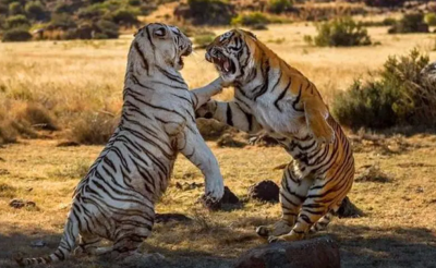 ​老虎的生活特征和生活方式（老虎的繁殖与交配）