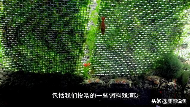 迷你小恶魔蟹如何养（迷你小螃蟹辣椒蟹很难养活）(9)