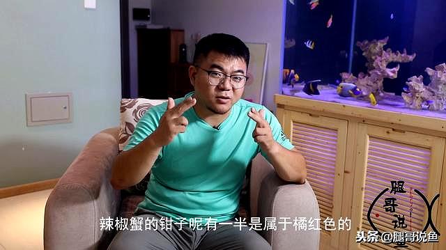 迷你小恶魔蟹如何养（迷你小螃蟹辣椒蟹很难养活）(11)