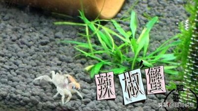 ​迷你小恶魔蟹如何养（迷你小螃蟹辣椒蟹很难养活）