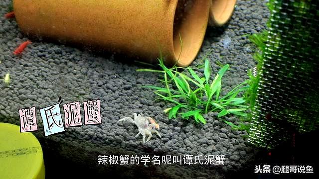 迷你小恶魔蟹如何养（迷你小螃蟹辣椒蟹很难养活）(5)
