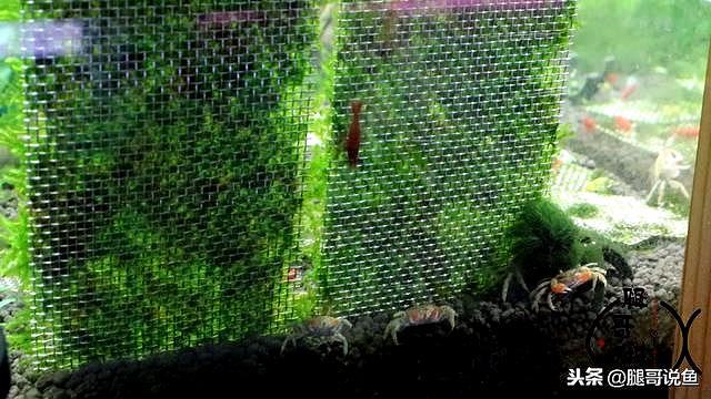 迷你小恶魔蟹如何养（迷你小螃蟹辣椒蟹很难养活）(4)