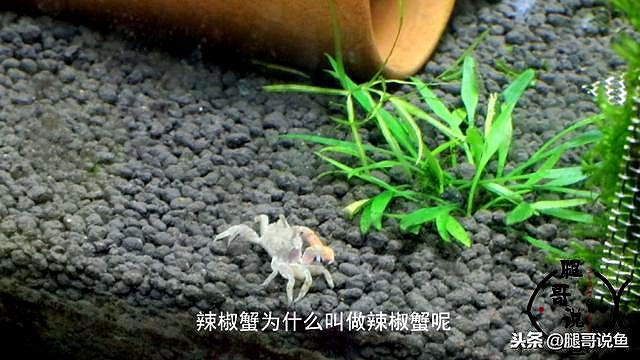 迷你小恶魔蟹如何养（迷你小螃蟹辣椒蟹很难养活）(2)