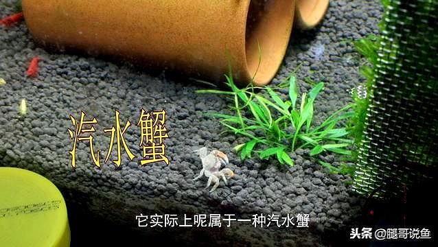 迷你小恶魔蟹如何养（迷你小螃蟹辣椒蟹很难养活）(6)