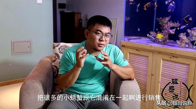 迷你小恶魔蟹如何养（迷你小螃蟹辣椒蟹很难养活）(10)