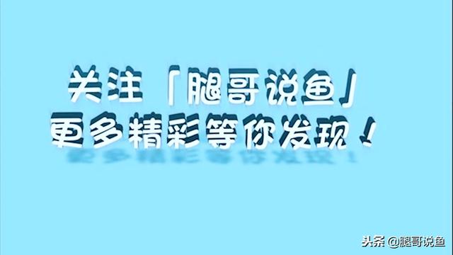 迷你小恶魔蟹如何养（迷你小螃蟹辣椒蟹很难养活）(13)