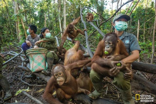 黑猩猩和红毛猩猩的区别(你与红毛猩猩的相似度为96.4)(15)