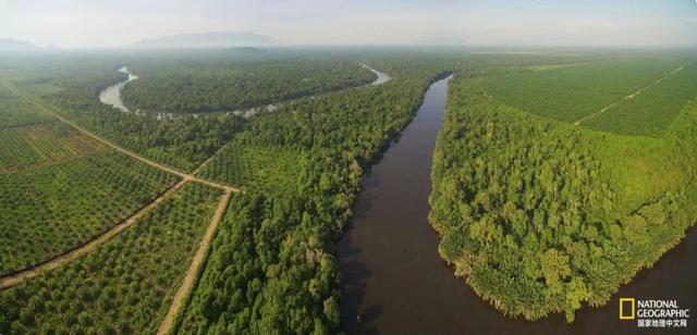 黑猩猩和红毛猩猩的区别(你与红毛猩猩的相似度为96.4)(8)