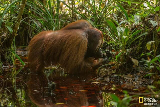 黑猩猩和红毛猩猩的区别(你与红毛猩猩的相似度为96.4)(14)