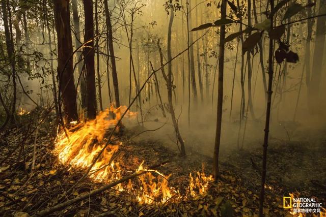 黑猩猩和红毛猩猩的区别(你与红毛猩猩的相似度为96.4)(16)