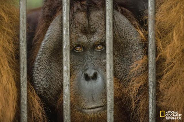 黑猩猩和红毛猩猩的区别(你与红毛猩猩的相似度为96.4)(19)