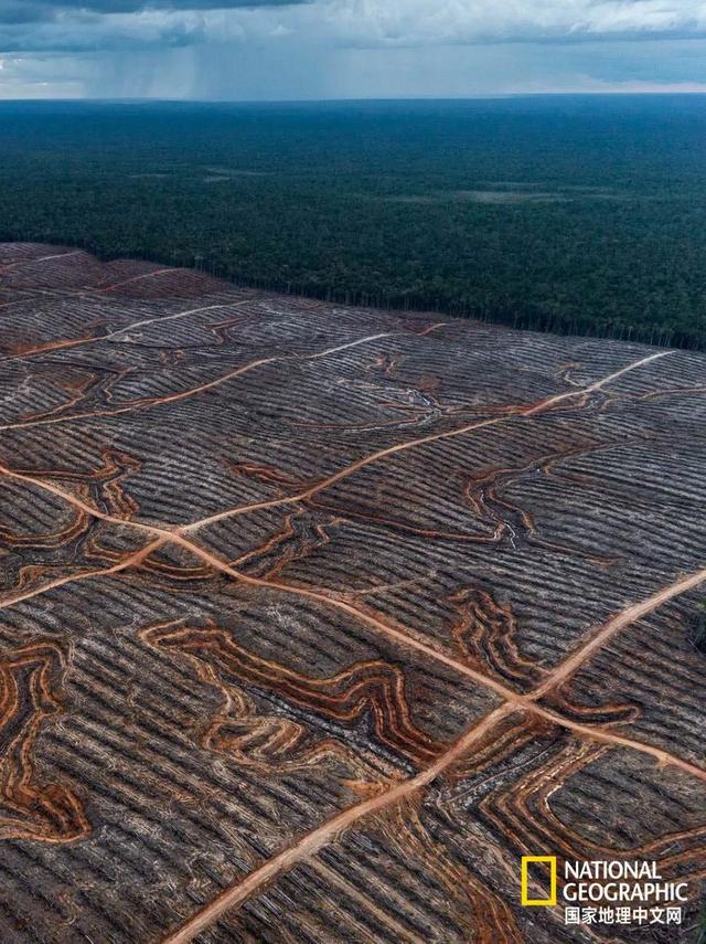 黑猩猩和红毛猩猩的区别(你与红毛猩猩的相似度为96.4)(18)