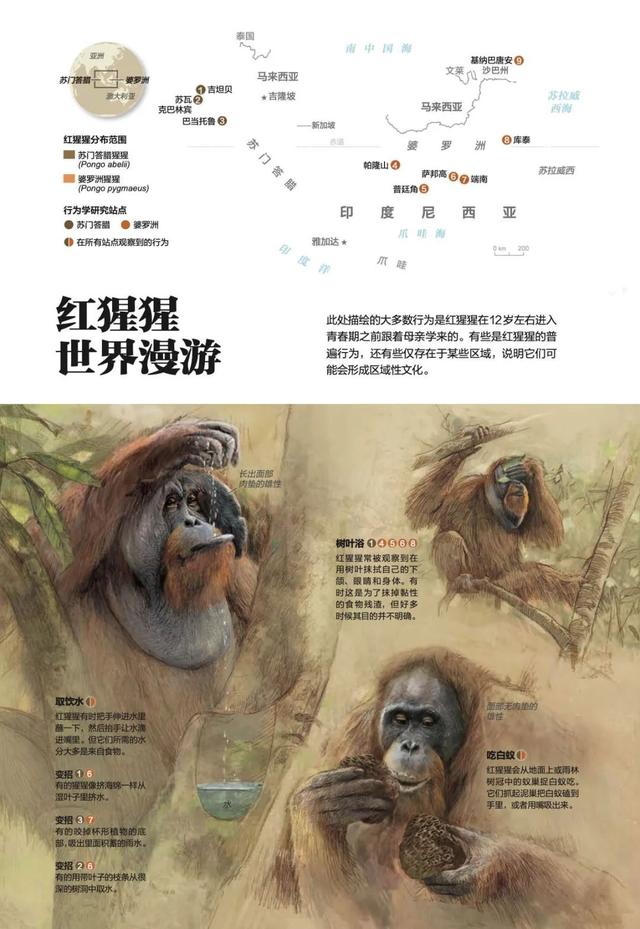 黑猩猩和红毛猩猩的区别(你与红毛猩猩的相似度为96.4)(10)