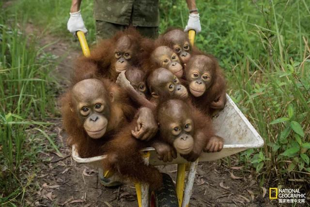 黑猩猩和红毛猩猩的区别(你与红毛猩猩的相似度为96.4)(9)