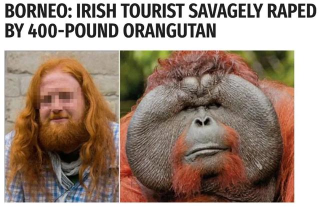 黑猩猩和红毛猩猩的区别(你与红毛猩猩的相似度为96.4)(2)