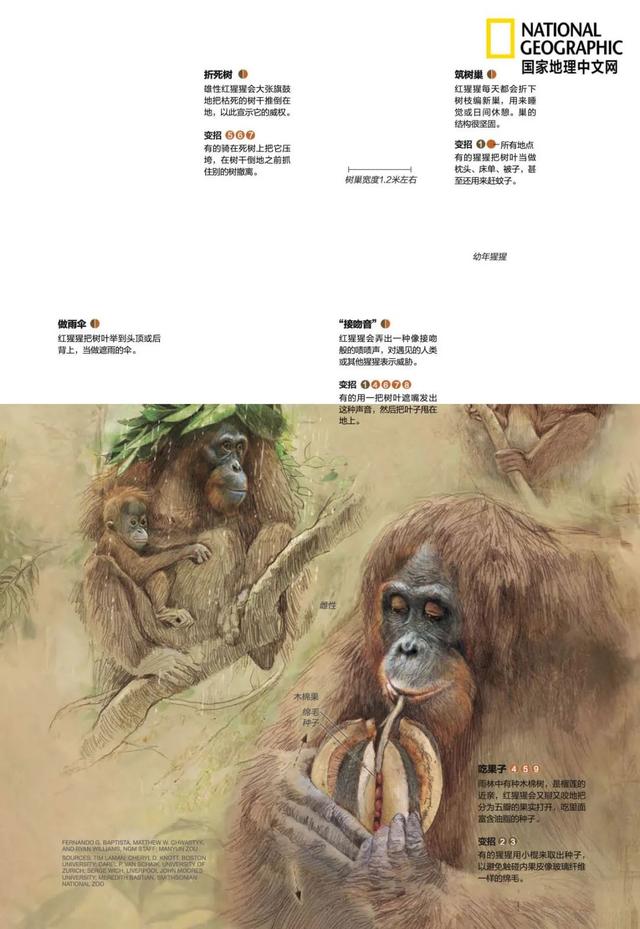 黑猩猩和红毛猩猩的区别(你与红毛猩猩的相似度为96.4)(11)