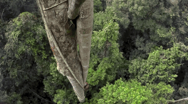 黑猩猩和红毛猩猩的区别(你与红毛猩猩的相似度为96.4)(6)