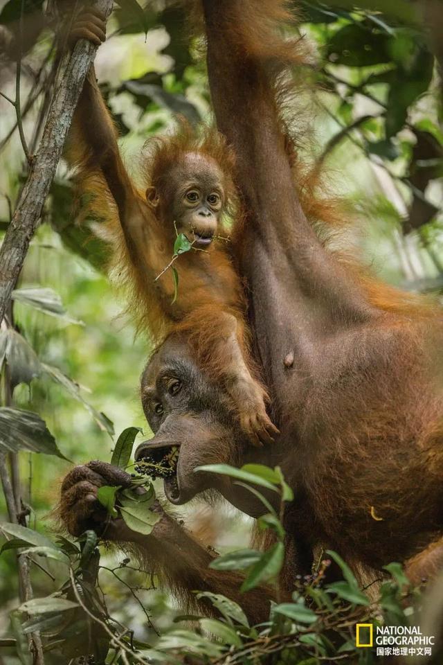 黑猩猩和红毛猩猩的区别(你与红毛猩猩的相似度为96.4)(7)