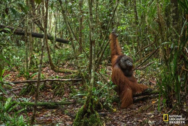 黑猩猩和红毛猩猩的区别(你与红毛猩猩的相似度为96.4)(13)